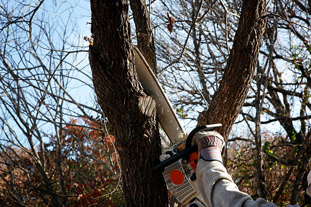 How Our Tree Care Process Works  in  Coral Terrace, FL